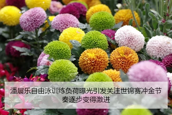 潘展乐自由泳训练负荷曝光引发关注世锦赛冲金节奏逐步变得激进