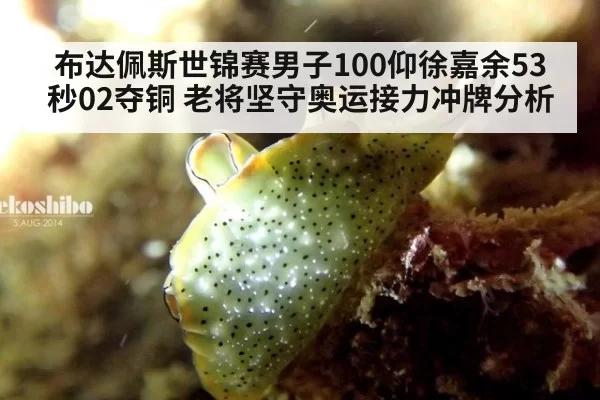 布达佩斯世锦赛男子100仰徐嘉余53秒02夺铜 老将坚守奥运接力冲牌分析